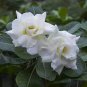 2 PCS Seeds Bai Nangzi' White Wrinkled Adenium Desert Rose