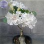 2 PCS Seeds Bai Nangzi' White Wrinkled Adenium Desert Rose
