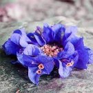 50 PCS Seeds Balcony Blue Bougainvillea Outdoor Netherlands Blooming 50 PCS Seeds Balcony Blue Bougainvillea Outdoor Netherlands Blooming