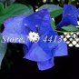 50 PCS Seeds Balcony Blue Bougainvillea Outdoor Netherlands Blooming