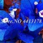 50 PCS Seeds Balcony Blue Bougainvillea Outdoor Netherlands Blooming
