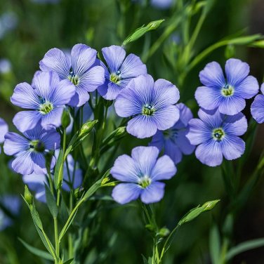 50 PCS Seeds Balcony Hanging Blue Flax Flower