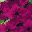 50 PCS Seeds Balcony Patio Potted Petunia Outdoor Perennial Blooming Wine Red Flower 50 PCS Seeds Balcony Patio Potted Petunia Outdoor Perennial Blooming Wine Red Flower