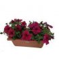 50 PCS Seeds Balcony Patio Potted Petunia Outdoor Perennial Blooming Wine Red Flower