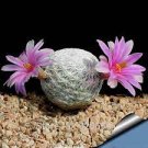 20 PCS Seeds Ball Cactus Pink Flowers 20 PCS Seeds Ball Cactus Pink Flowers