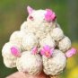 20 PCS Seeds Ball Cactus Pink Flowers