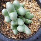 100 PCS Seeds Ball Conophytum vanzylii Cactus 100 PCS Seeds Ball Conophytum vanzylii Cactus