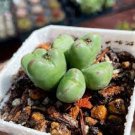 100 PCS Seeds Ball Conophytum vanzylii Cactus Bonsai Rare Succulent Plant 100 PCS Seeds Ball Conophytum vanzylii Cactus Bonsai Rare Succulent Plant