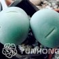 100 PCS Seeds Ball Conophytum vanzylii Cactus Bonsai Rare Succulent Plant