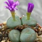 100 PCS Seeds Ball Conophytum vanzylii Cactus Bonsai Rare Succulent Plant