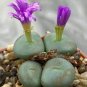 100 PCS Seeds Ball Conophytum vanzylii Cactus Bonsai Rare Succulent Plant