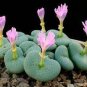 100 PCS Seeds Ball Conophytum vanzylii Cactus Bonsai Rare Succulent Plant