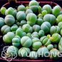 100 PCS Seeds Ball Conophytum vanzylii Cactus Bonsai Rare Succulent Plant