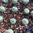 100 PCS Seeds Ball Conophytum vanzylii Lithop 100 PCS Seeds Ball Conophytum vanzylii Lithop