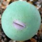 100 PCS Seeds Ball Conophytum vanzylii Lithop