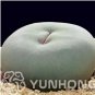 100 PCS Seeds Ball Conophytum vanzylii Lithop