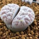 100 PCS Seeds Ball Conophytum vanzylii Lithop 100 PCS Seeds Ball Conophytum vanzylii Lithop