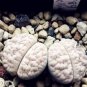 100 PCS Seeds Ball Conophytum vanzylii Lithop
