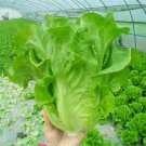 160 PCS Seeds Ball Lettuce Vegetable Potted Plant