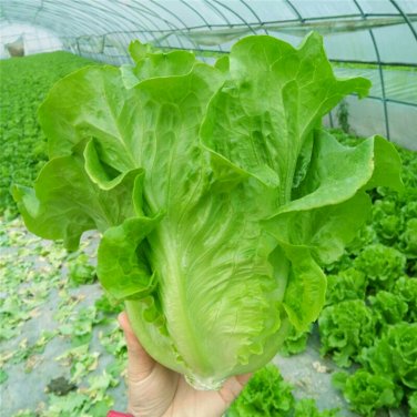 160 PCS Seeds Ball Lettuce Vegetable Potted Plant