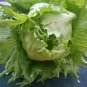 160 PCS Seeds Ball Lettuce Vegetable Potted Plant