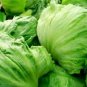 160 PCS Seeds Ball Lettuce Vegetable Potted Plant