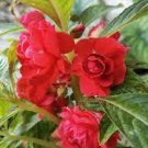 100 PCS Seeds Balsam Flower Bonsai Impatiens Balsamina Bonsai Flower 100 PCS Seeds Balsam Flower Bonsai Impatiens Balsamina Bonsai Flower