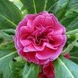 100 PCS Seeds Balsam Flower Bonsai Impatiens Balsamina Bonsai Flower