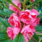 100 PCS Seeds Balsam Flower Bonsai Impatiens Balsamina Bonsai Flower
