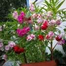 100 PCS Seeds Balsam Flower Bonsai Impatiens Balsamina Bonsai Flower 100 PCS Seeds Balsam Flower Bonsai Impatiens Balsamina Bonsai Flower