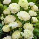 20 PCS Seeds Balsam Purely White Perennial Flower