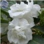 20 PCS Seeds Balsam Purely White Perennial Flower