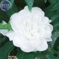 20 PCS Seeds Balsam Purely White Perennial Flower
