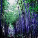 50 PCS Seeds Bamboo Seed Lucky Moso Tree Seeds Dark Purple Color