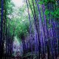 50 PCS Seeds Bamboo Seed Lucky Moso Tree Seeds Dark Purple Color