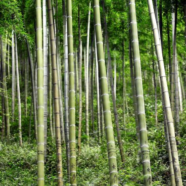 60 PCS Seeds Bamboo Seeds Mixed Green Black Purple Yellow Colors