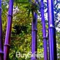 60 PCS Seeds Bamboo Seeds Mixed Green Black Purple Yellow Colors