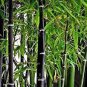 60 PCS Seeds Bamboo Seeds Mixed Green Black Purple Yellow Colors