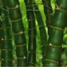 50 PCS Seeds Bambusa Ventricosa Seed Bamboo Hardy Clumping