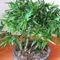 50 PCS Seeds Bambusa Ventricosa Seed Bamboo Hardy Clumping