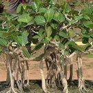 20 PCS Seeds Banyan Tree Seed Ficus Ginseng 20 PCS Seeds Banyan Tree Seed Ficus Ginseng