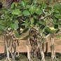 20 PCS Seeds Banyan Tree Seed Ficus Ginseng