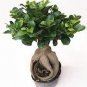 20 PCS Seeds Banyan Tree Seed Ficus Ginseng