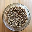50 PCS Seeds Barley 50 PCS Seeds Barley