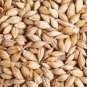 50 PCS Seeds Barley