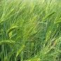 50 PCS Seeds Barley