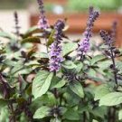 100 PCS Seeds Basil Seeds Blue Spice heavily fragrant with an air of vanilla