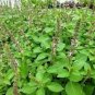 100 PCS Seeds Basil Seeds Blue Spice heavily fragrant with an air of vanilla