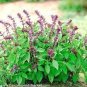 100 PCS Seeds Basil Seeds Blue Spice heavily fragrant with an air of vanilla