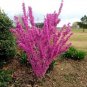 30 PCS Seeds Bauhinia Seeds,Cercis chinensis, Bonsai Flower